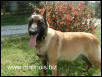 www.malinois.biz