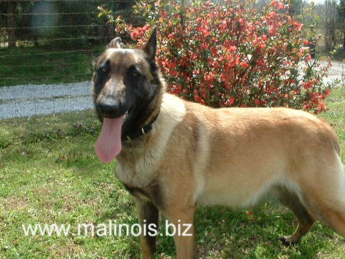 www.malinois.biz