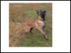 www.malinois,biz