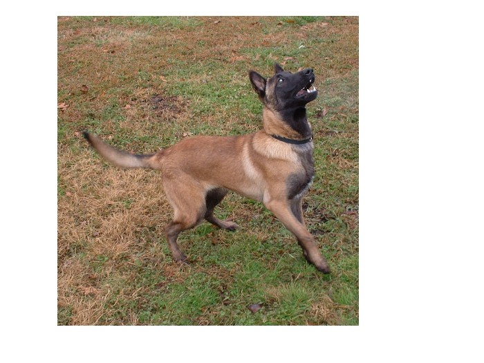 www.malinois,biz