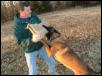 www.malinois.biz