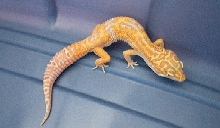 Better Pic of Male
