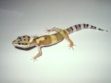 hypo het
