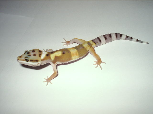hypo het