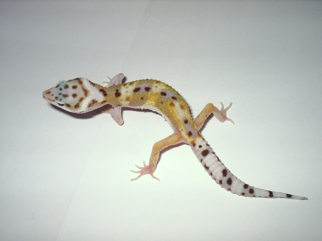hypo tangerine jungle het