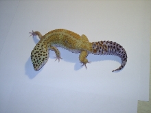 supe hypo female leo