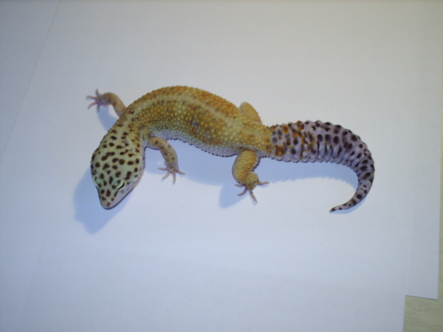 supe hypo female leo