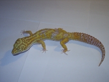 A and M Gecko line Tangerine Jungle Giant Albino