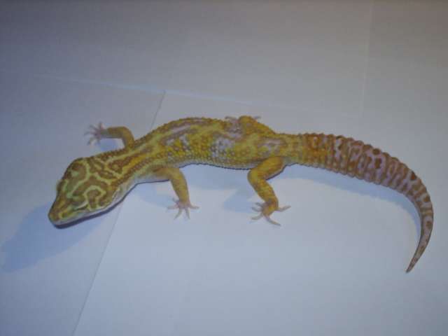 A and M Gecko line Tangerine Jungle Giant Albino