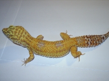 Tremper Tangerine Hybino female