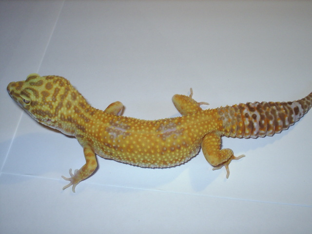 Tremper Tangerine Hybino female