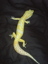 Giant Tangerine Jungle Albino male