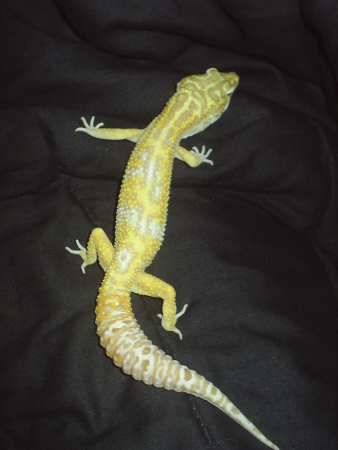 Giant Tangerine Jungle Albino male