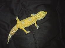 Sun Glow Female