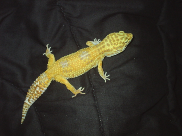 Sun Glow Female