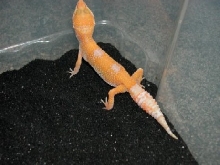 Hybino Juvenile