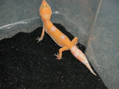 Hybino Juvenile