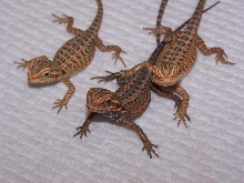 American Smoothie X Italian Leatherback Silkbacks