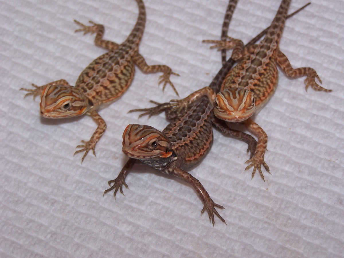 American Smoothie X Italian Leatherback Silkbacks
