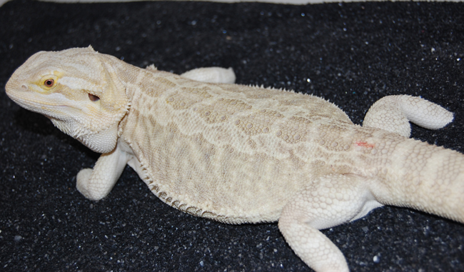 American Smoothie het Hypo (F)