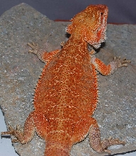 Ares X Kalee X Extreme Red