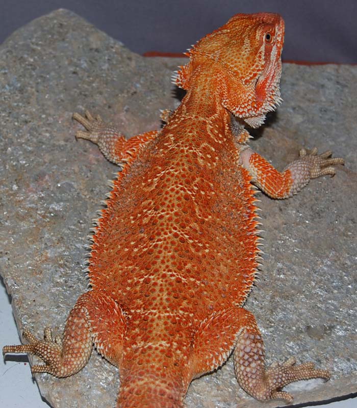 Ares X Kalee X Extreme Red