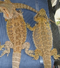 Het Trans poss het hypo with Lavendar on his head