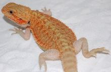 Smooth Citrus Satyrday HypoTranslucent