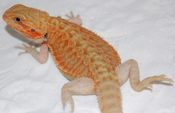 Smooth Citrus Satyrday HypoTranslucent