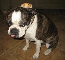 Bumpy on Duncan's Head