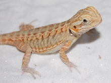 Italian Leatherback X American Smoothie Silkback