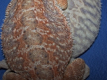 Italian Leatherback (top) vs. American Smoothie