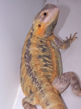 Purple and Orange Female Translucent