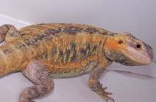 Purple and Orange Female Translucent