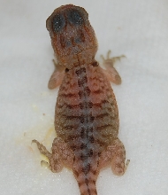 Recessive Leatherback Super Translucent
