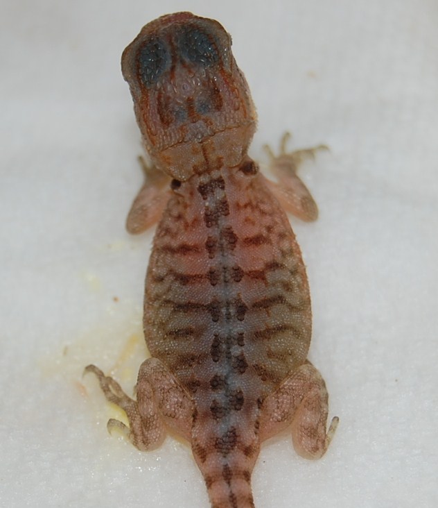 Recessive Leatherback Super Translucent