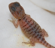Recessive Leatherback Super Translucent