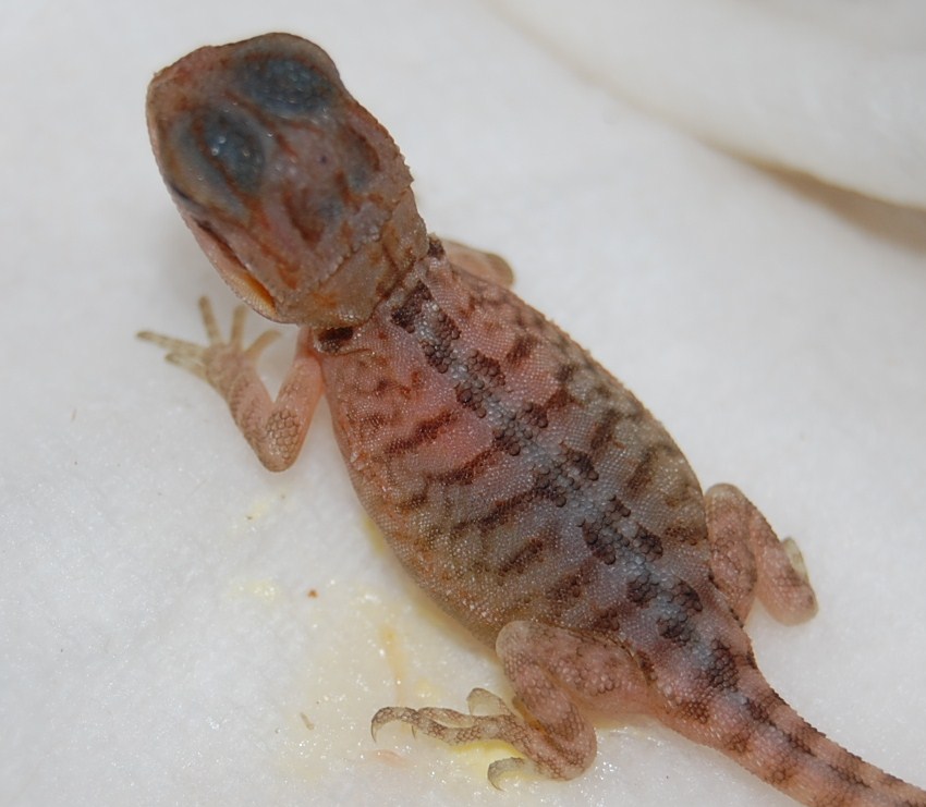Recessive Leatherback Super Translucent