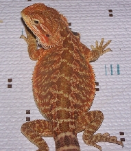 Italian Red Leatherback X Satyrday Red