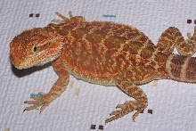 Red Italian Leatherback X Satyrday Red
