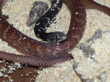 Masticophis flagellum piceus - Red Coachwhip