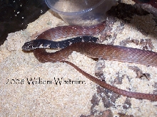 Red Coachwhip