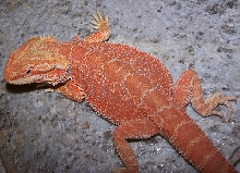 Red Hypopastel