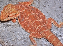 Red Hypopastel 2