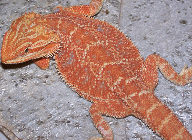 Red Hypopastel 2