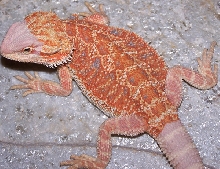 Red Hypopastel 3