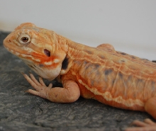 Red Italian Leatherback X American Smoothie het Hypo