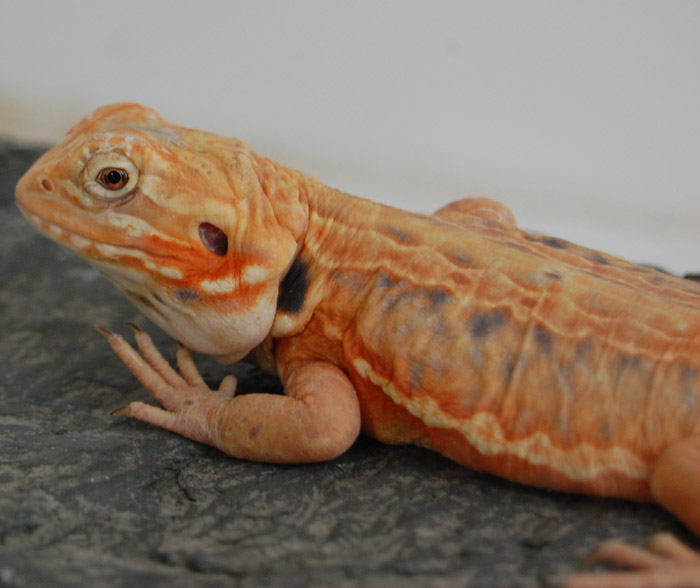 Red Italian Leatherback X American Smoothie het Hypo