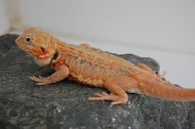 Silkie Male