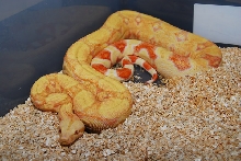 Lovell Kahl Albino male